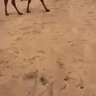 قعود كفو كفو جدا سلاته كفو للبيع