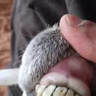 شاه حريه تامه متبع معها طلي العمر أسبوع ديد سلم وروم