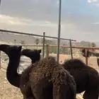 2 قعدان الموقع هداده