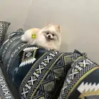 انثى بومرينيان