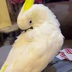 ببغاء كوكاتو الموقع الخرج