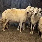 غنم حرش طيبه