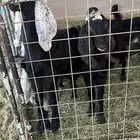 تيوس عارضي للبيع