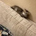 قط بيكي فيس عمره شهرين