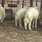 خرفان تيوس فى ذهبان شمال جدة يوجد توصيل