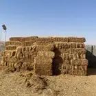 تبن شد المذنب شد طيب بلحيل الموقع المذنب الثامريه