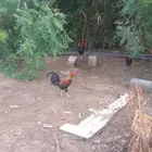 ديوكه بلدي فاخره