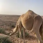 قعود