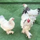 طقمين براهما للبيع