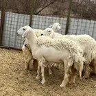رخال ( تم البيع )