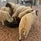 بيع خرفان