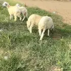 طليان القوز