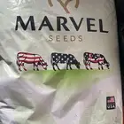 بذور