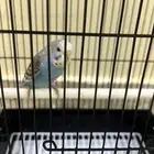 طير ببغاء بادجي
