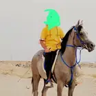 حصان شعبي معسوف العمر 2 سنتين معسوف
