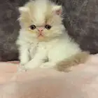 بيكي فيس للبيع