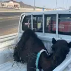 ملحمة ذبائح الحجاز-مخطط البدراني-بجوار صيدلية المجتمع