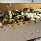 صيصان للبيع العدد 100 او ازود