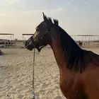 خيل