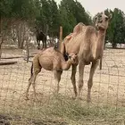 ناقة خلفه حمرا طيبه بالحيل معها قعود كفو
