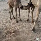 حاشي لباني على مفلاء