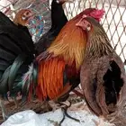 ثلاث دجاجات وديك