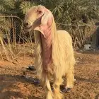 خروف فحل عيسي للبيع