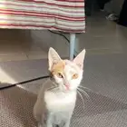 قطة منقذه للتبني