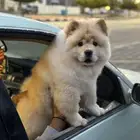 كلب تشاو تشاو ..