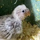 فرخ روز مجنون غر