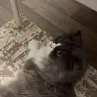 قطه ذكر لتبني