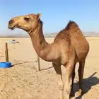 الموقع بحره