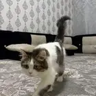 قطوه للبيع