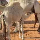 حاشي للبيع