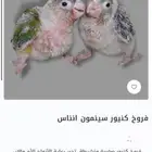 فروخ كنيور سوبر جامبو