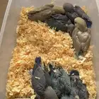 فروخ روز للبيع