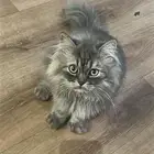 قط شيرازي