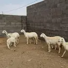 29 رخال عليها 5 وتولد غنم مقاني