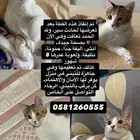قطة أليفة للتبني
