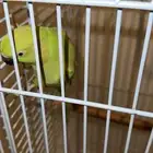 طير ذرة انثى للبيع على السوم