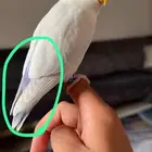 روز لون مميز وحجم