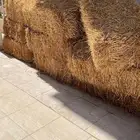 للبيع تبن 12 حزمه