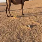لقحه صفراء