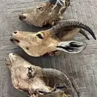 روس وعل للبيع محنطه جاهزه