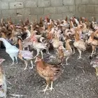 للبيع دجاج بلدي عمره ثلاث شهور ونص وتزيد شوي