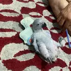 ببغاء كاسكو متكلم