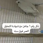 روز البينو ذكور -جملة اوتفريد
