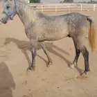 حصان شعبي