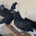 طبات قطايف جاهزه للمطير والترسيم العدد4