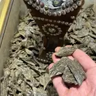 عود الكلمنتان الدبل سوبر نخب اول